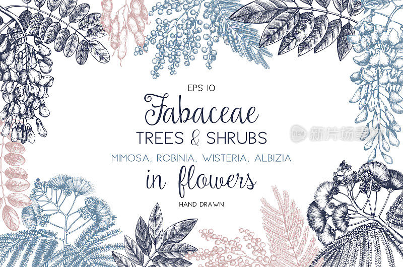 Fabaceae preview